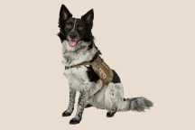 Service Dogs for Veterans; An Approach to PTSD