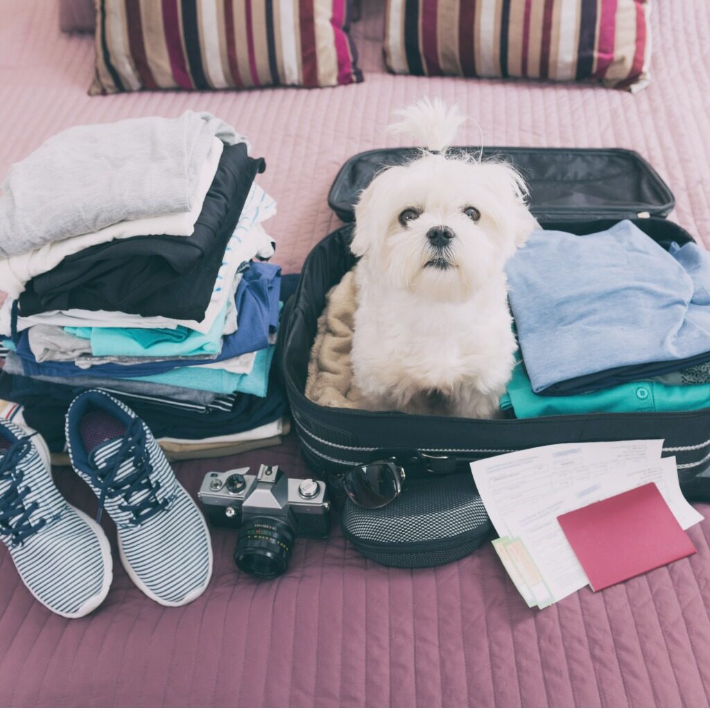 Travel Comfortably, With Your Pets!