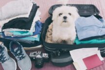 Travel Comfortably, With Your Pets!