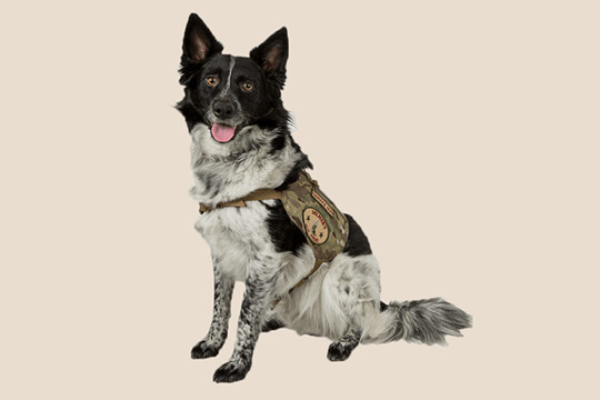 Service Dogs for Veterans; An Approach to PTSD