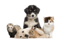 Pets Can Provide Comfort During These Strange and Stressful Times