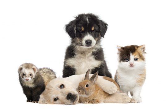 Pets Can Provide Comfort During These Strange and Stressful Times